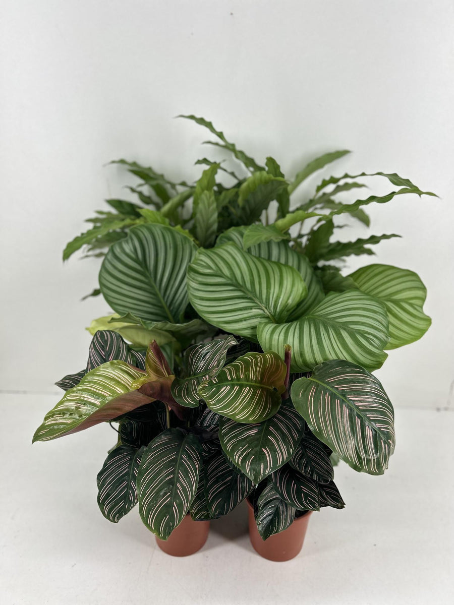 Calathea mix 6-pack in 14cm pots featuring Orbifolia, Ornata, and Rufibarba plants by Everspring.