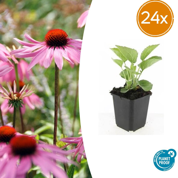 24x Purple Coneflower Magnus - Hardy Perennial Plants 10-25cm