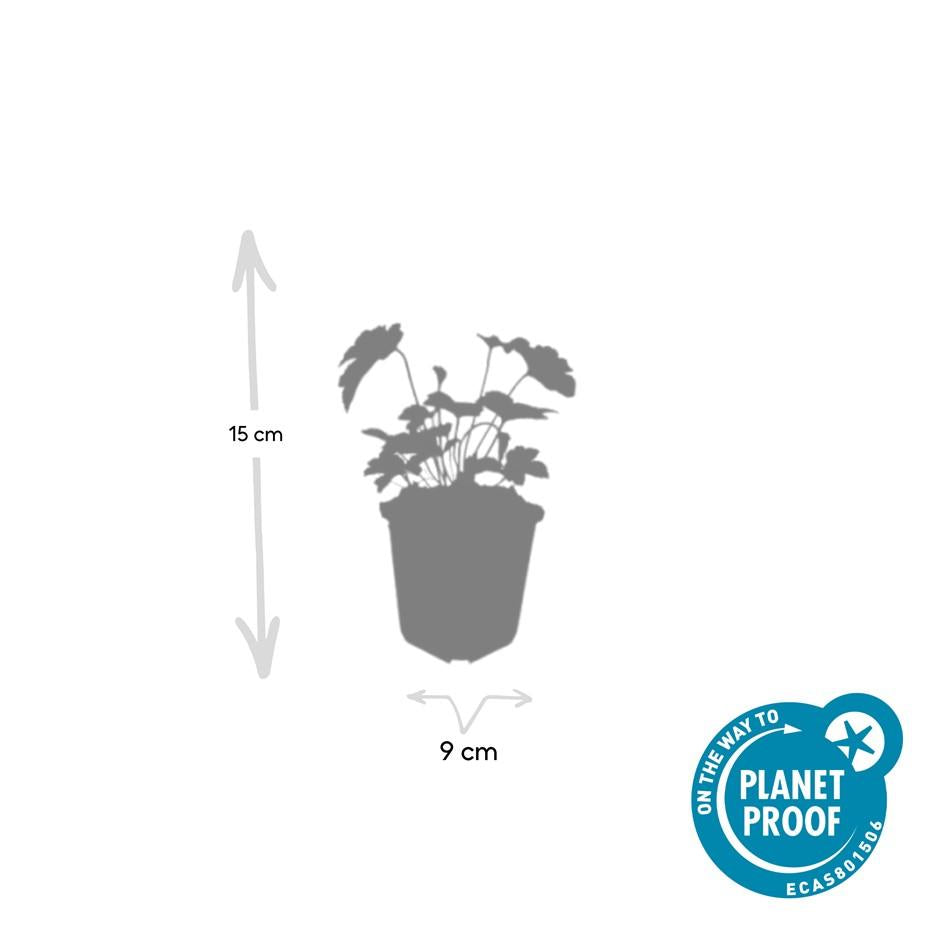 24x Anemone 'Robustissima' Purple-Blue Perennial - 10-25cm Ø9cm