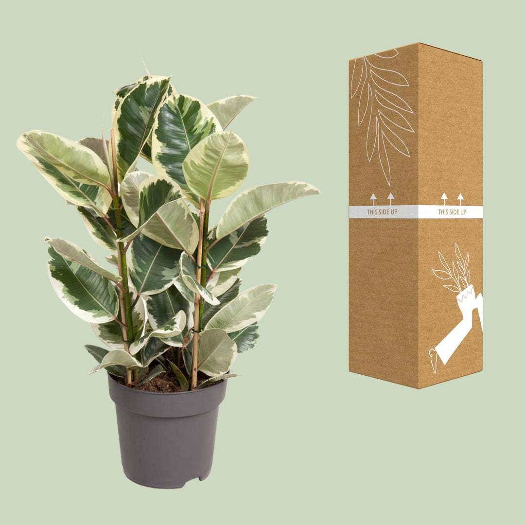 Variegated Rubber Plant Ficus Elastica Tineke with green and cream leaves in a 100cm indoor pot by Everspring