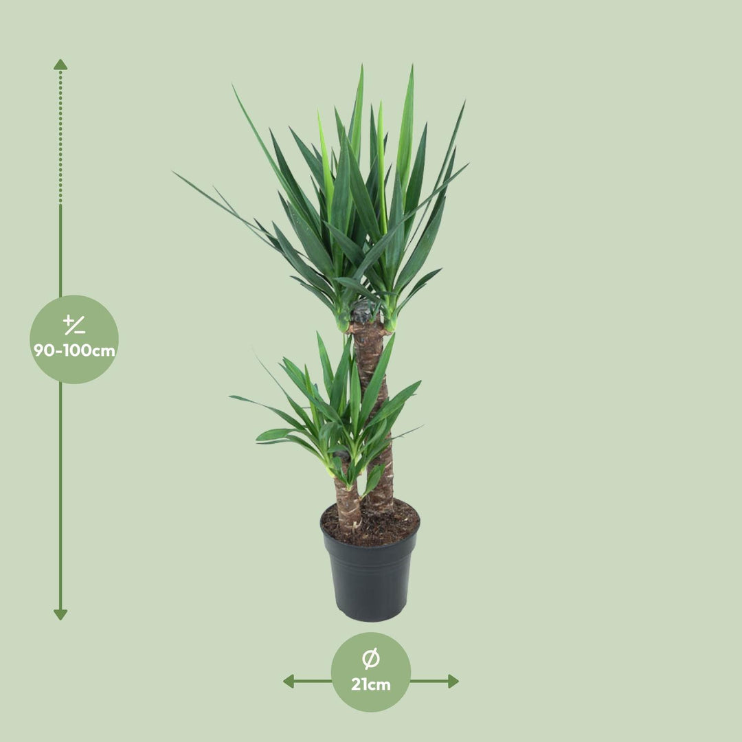 Yucca Elephantipes indoor plant in a 21cm pot, 100cm tall, featuring lush green leaves, perfect for beginners.