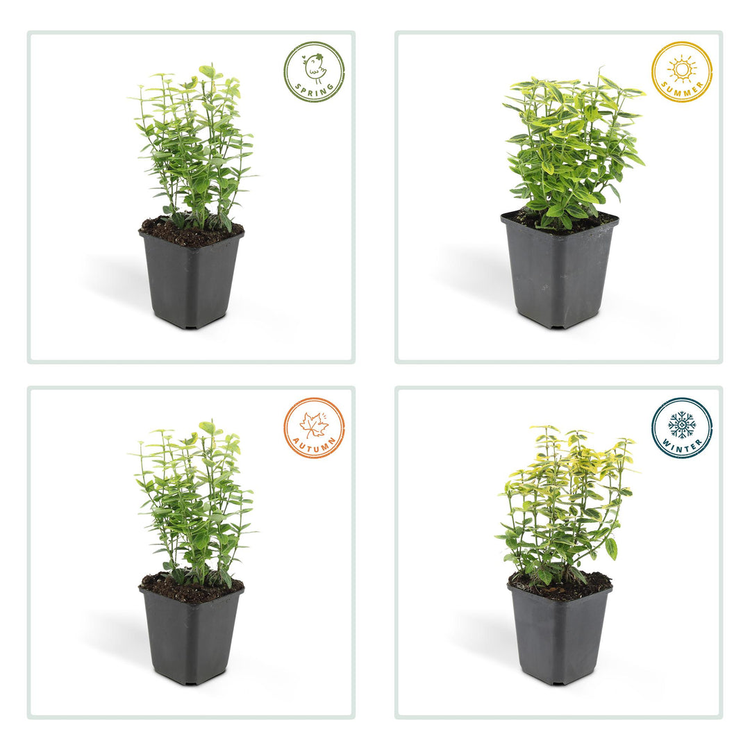 24x Euonymus Emerald 'n Gold - Evergreen Shrub 10-25cm Ø9cm