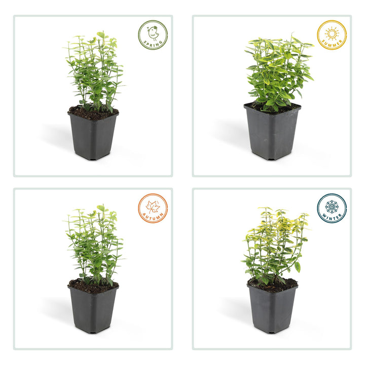24x Euonymus Emerald 'n Gold - Evergreen Shrub 10-25cm Ø9cm
