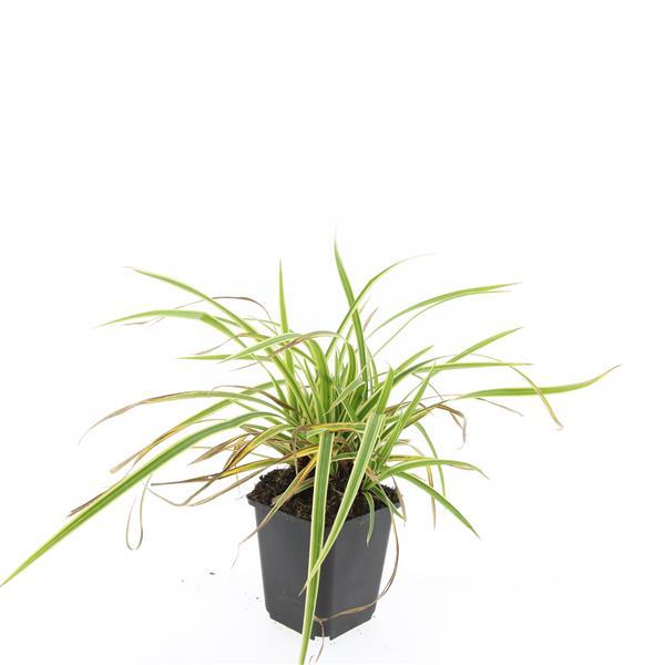 24x Carex morrowii 'Aureovariegata' - Variegated Japanese Sedge - 10-25cm
