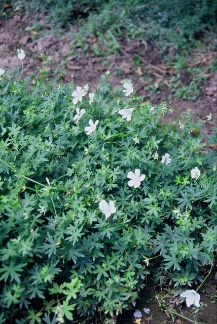 24x Geranium sanguineum 'Album' White Hardy Perennial - 10-25cm