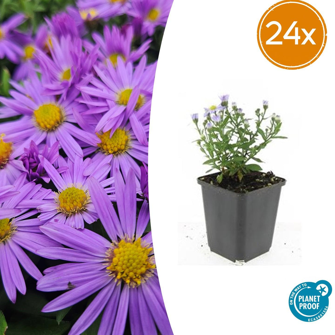24x Aster 'Prof. Anton Kippenberg' Purple Fall Blooming - Ø9cm Pots