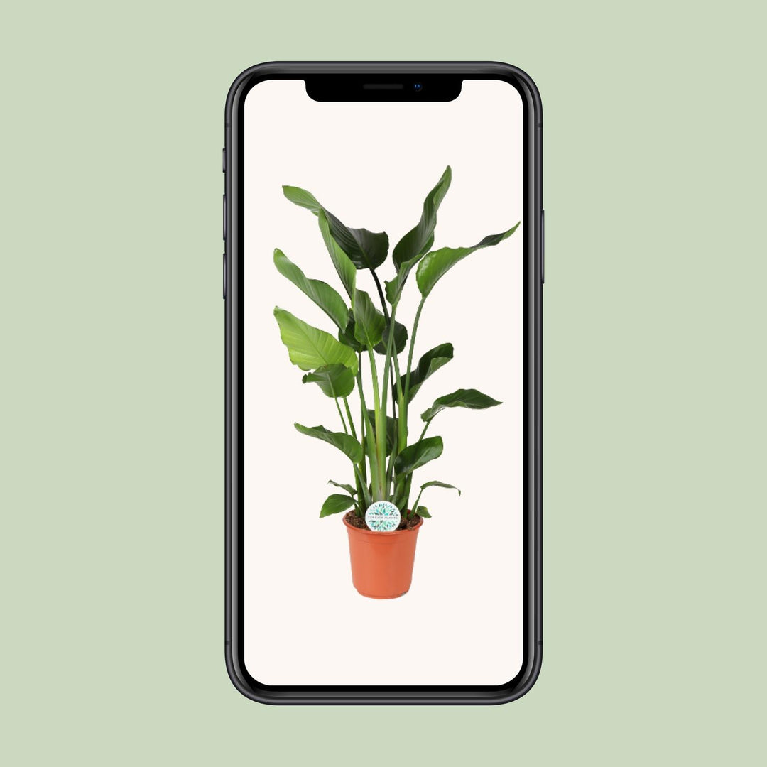 Strelitzia Nicolai Bird of Paradise - Ø24cm Pot - 110cm Tall