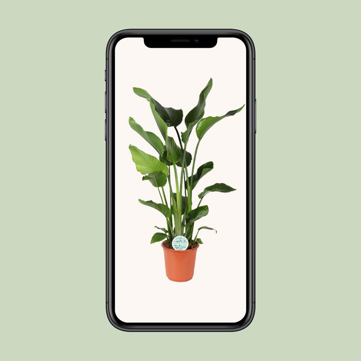 Strelitzia Nicolai Bird of Paradise - Ø24cm Pot - 110cm Tall