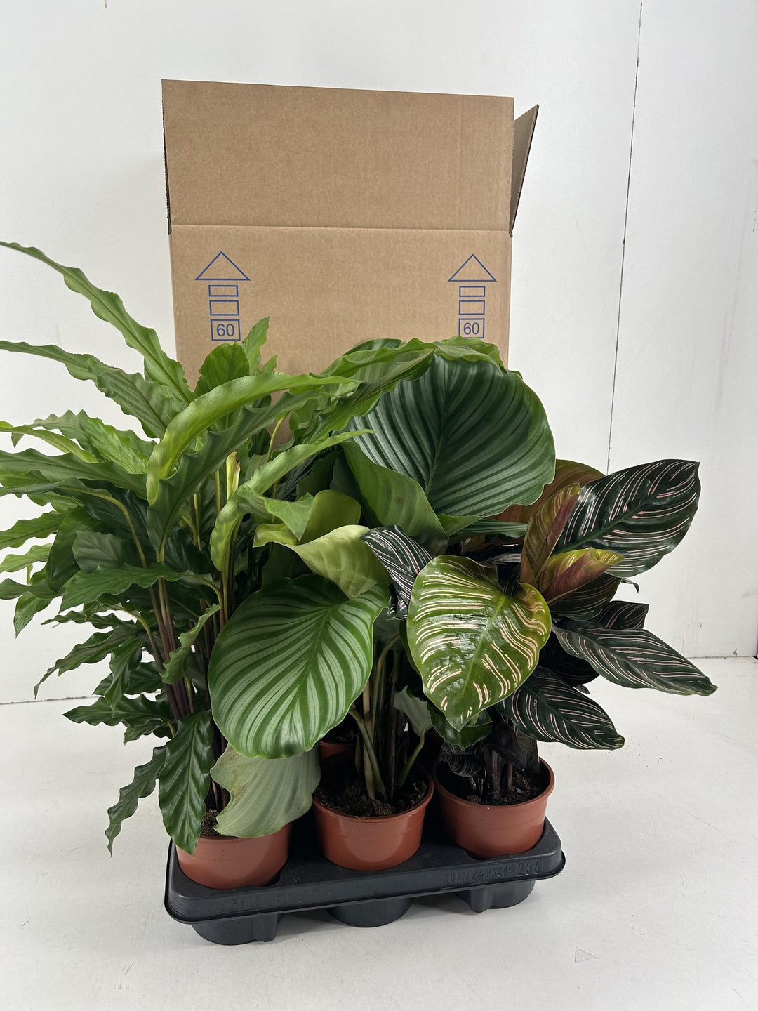 Calathea mix 6-pack in 14cm pots featuring Orbifolia, Ornata, and Rufibarba varieties from Everspring