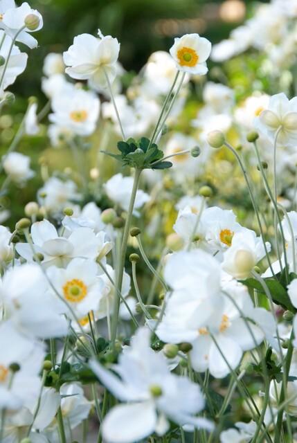 White Anemone hybrid 'Honorine Jobert' flowers with yellow centers, 10-25cm tall, in a natural garden setting by Everspring.