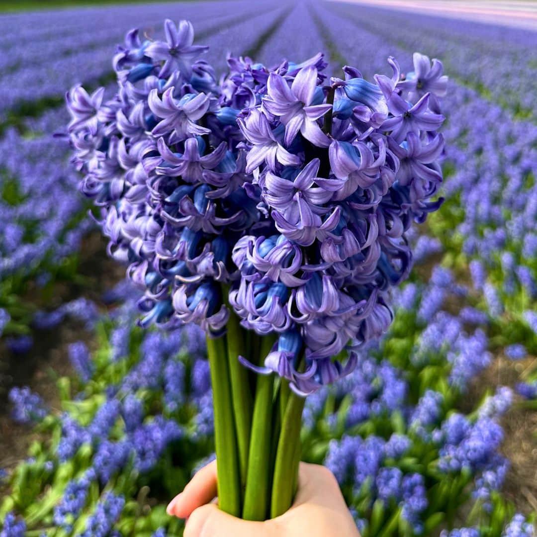 50 sustainable medium Holland mix bulbs in various colors for planting, by Everspring