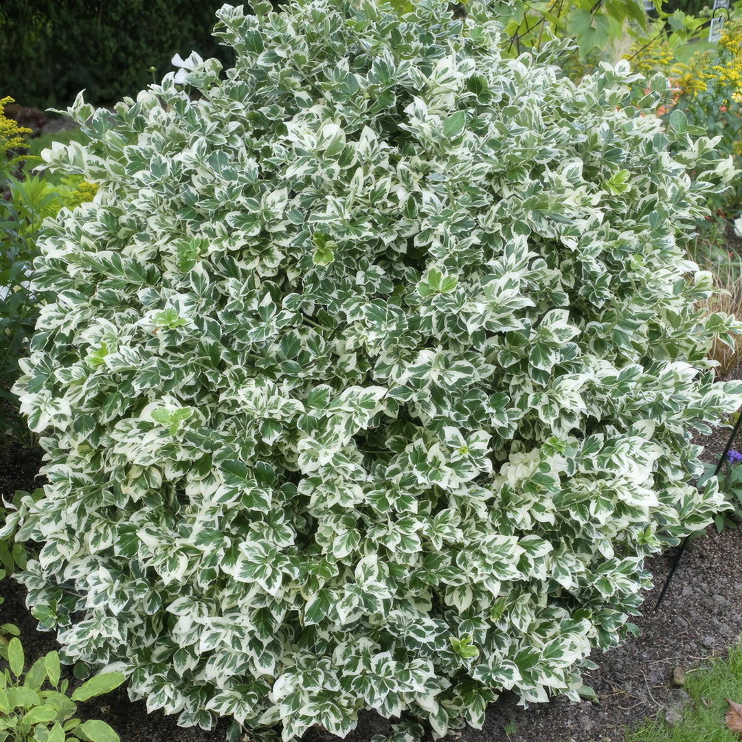 24x Euonymus Emerald Gaiety - Hardy Variegated Ground Cover 10-25cm