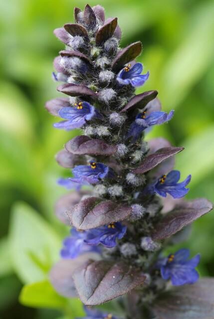 24x Ajuga Catlin's Giant - Hardy Ground Cover - 10-25cm