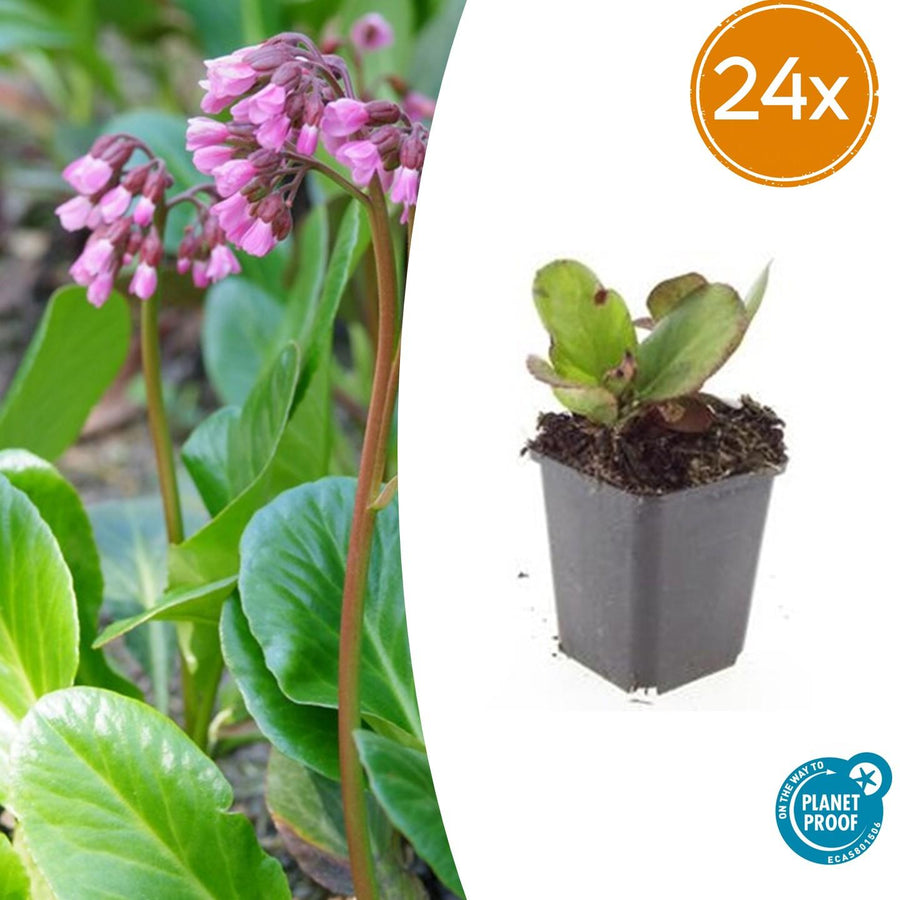 24 Bergenia Cordifolia 'Herbstblüte' plants in 9cm pots with vibrant pink flowers and lush green foliage.