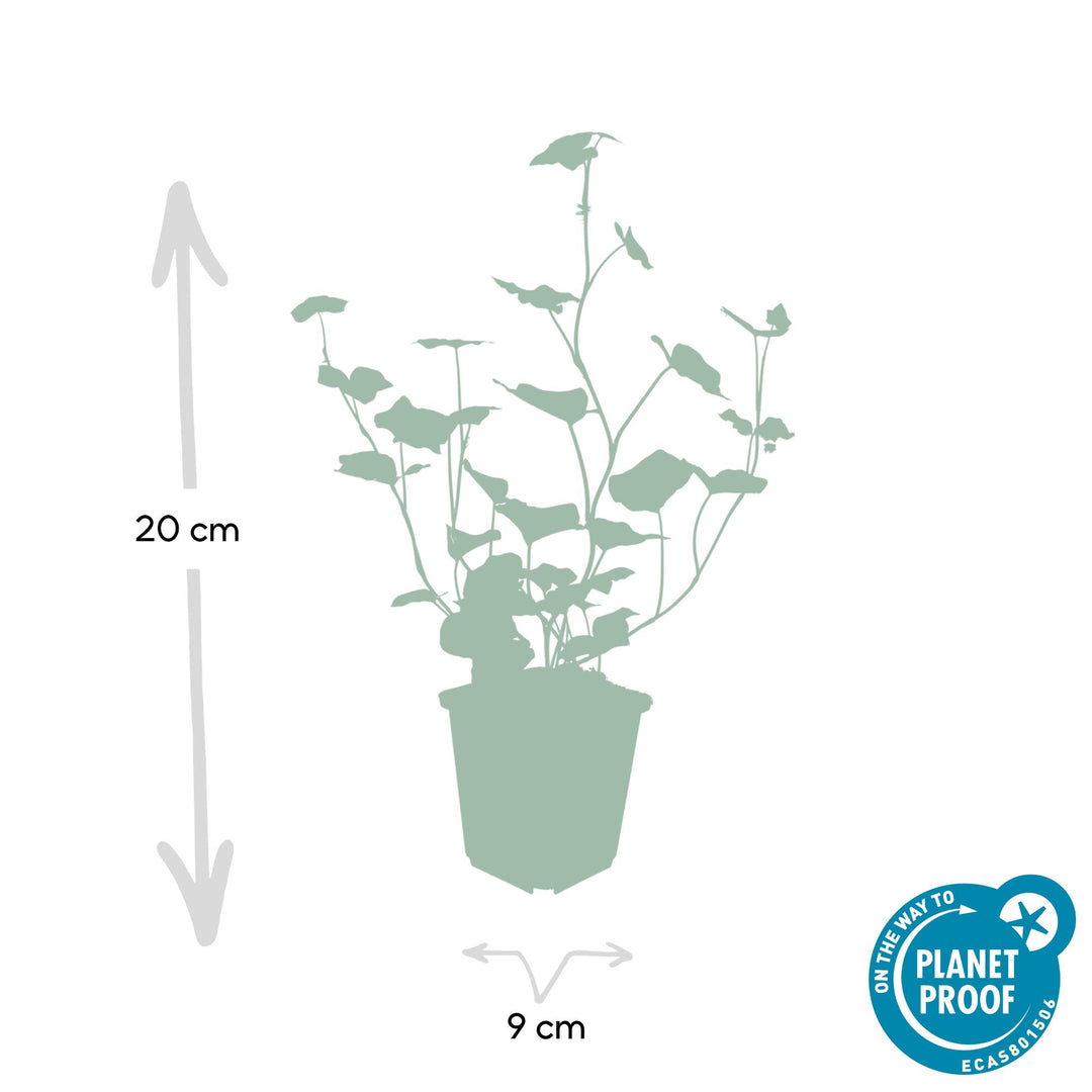 24x Irish Ivy (Hedera Hibernica) - Dark Green Climbing Plant 10-25cm