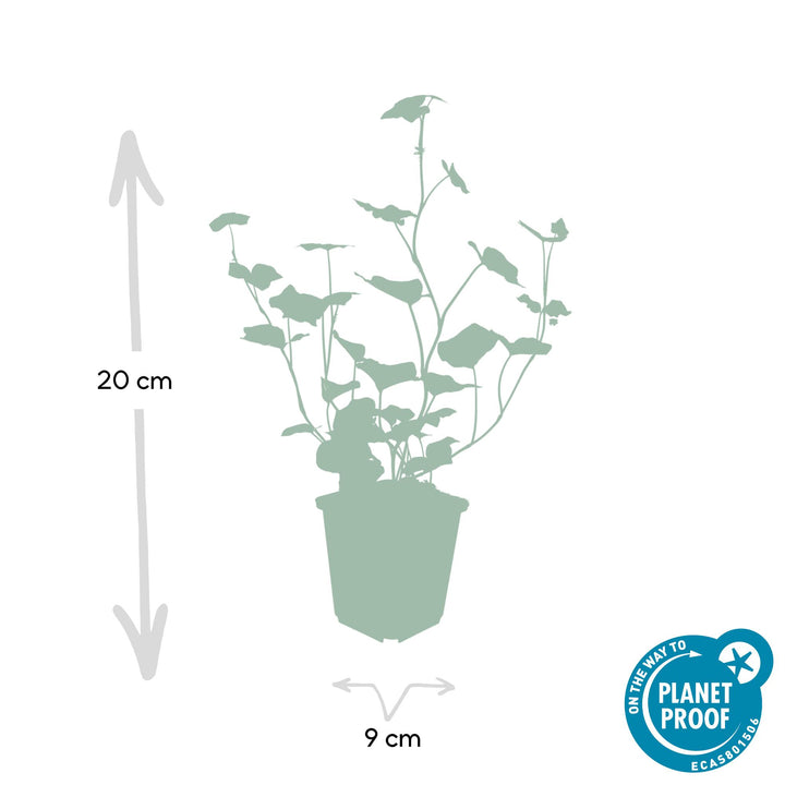 24x Irish Ivy (Hedera Hibernica) - Dark Green Climbing Plant 10-25cm