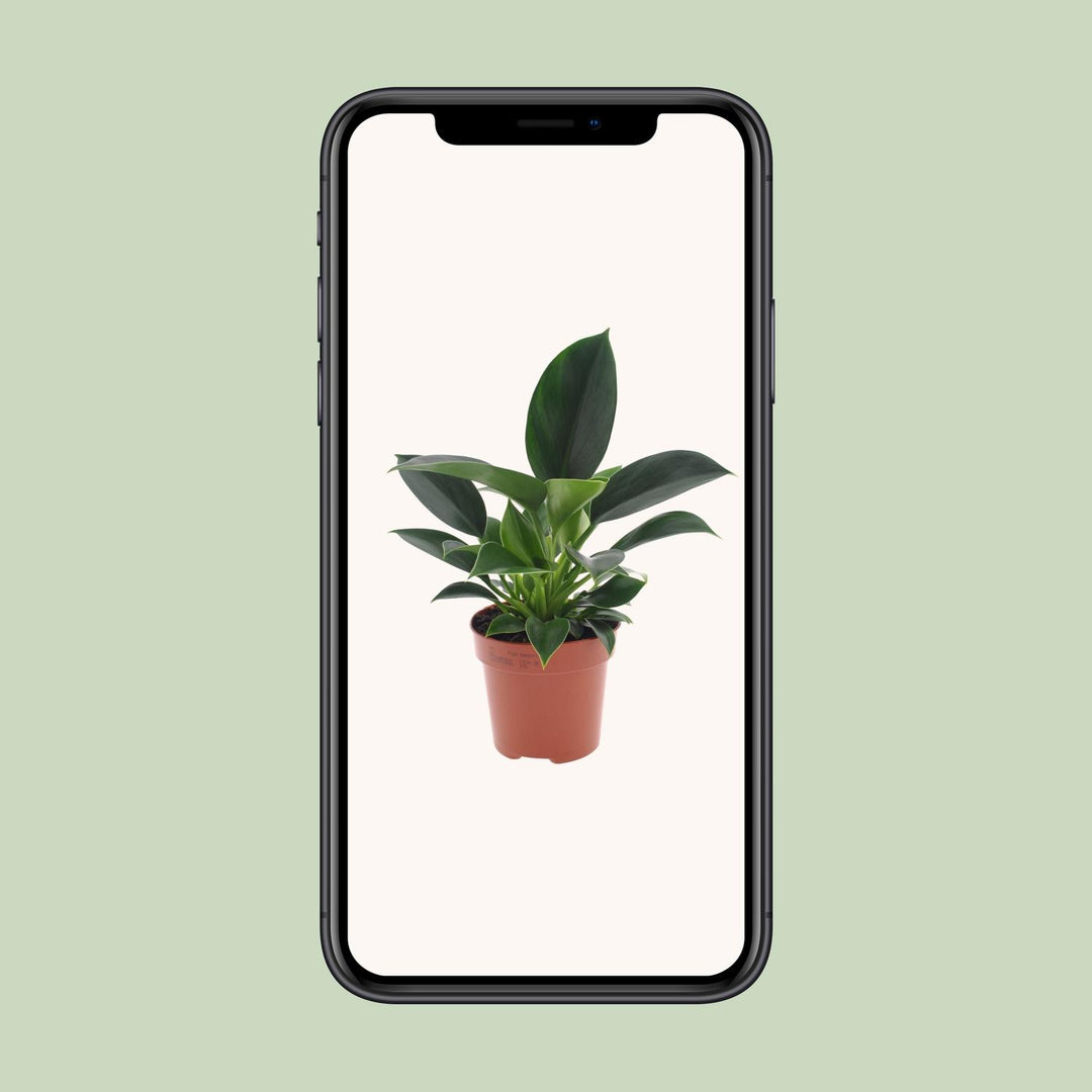 Philodendron Green Princess houseplant in 12cm pot with glossy green foliage, brand Everspring, 25cm tall.