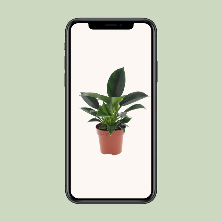 Philodendron Green Princess houseplant in 12cm pot with glossy green foliage, brand Everspring, 25cm tall.