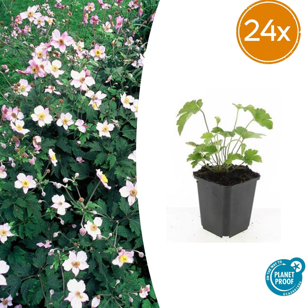 24x Anemone 'Robustissima' Purple-Blue Perennial - 10-25cm Ø9cm