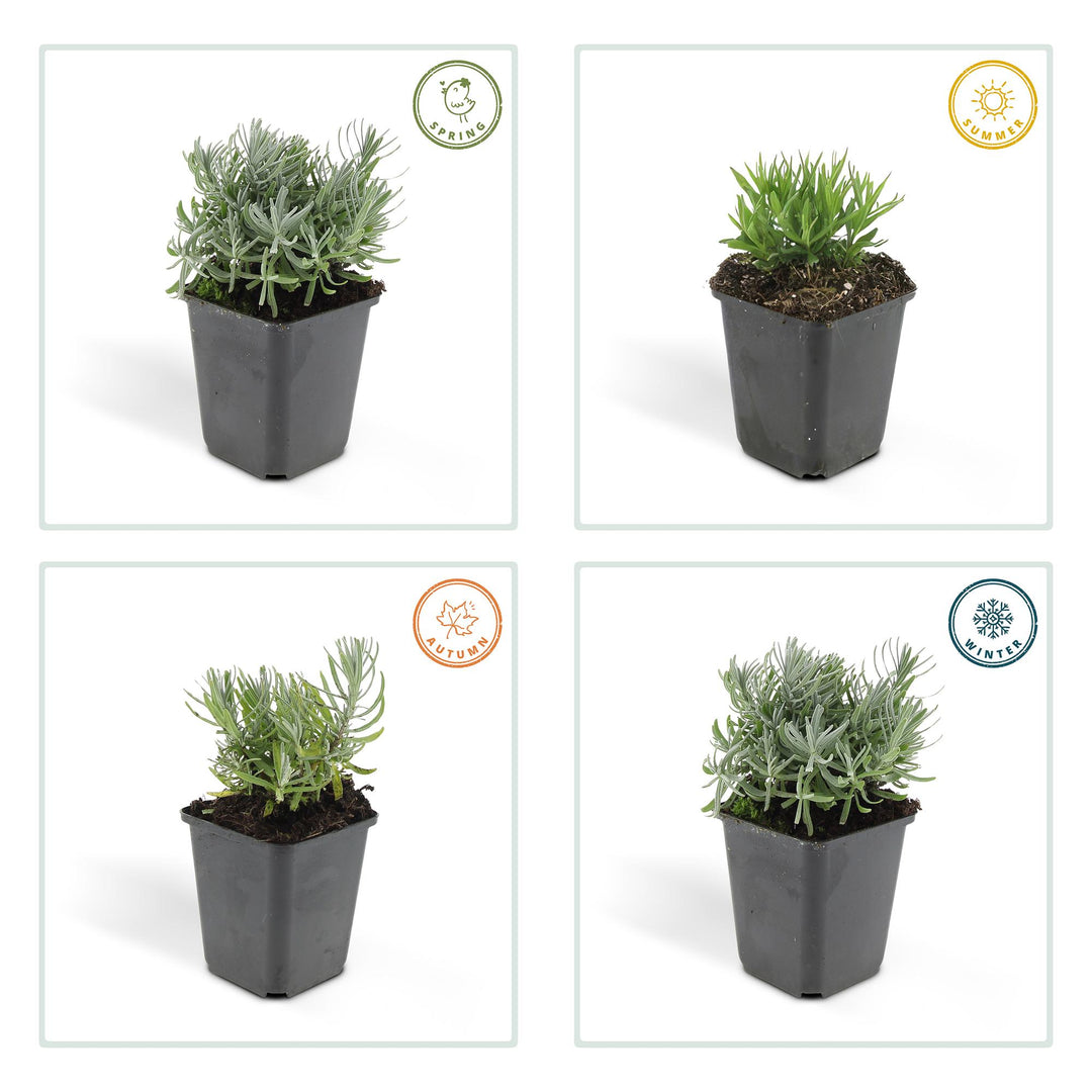 24x Lavandula Hidcote Lavender Plants - 10-25cm Height - 9cm Pot