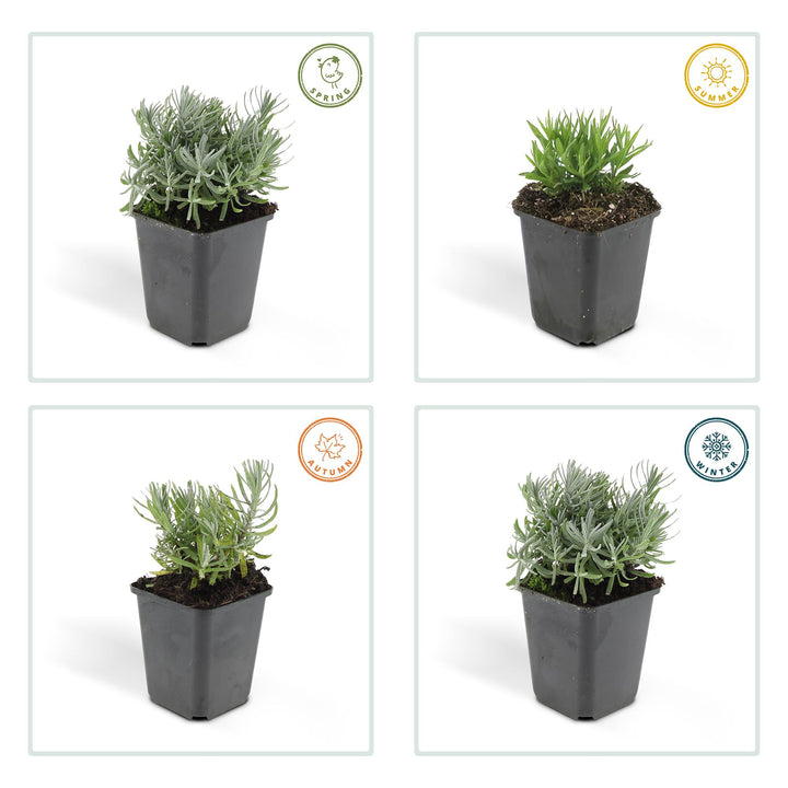 24x Lavandula Hidcote Lavender Plants - 10-25cm Height - 9cm Pot