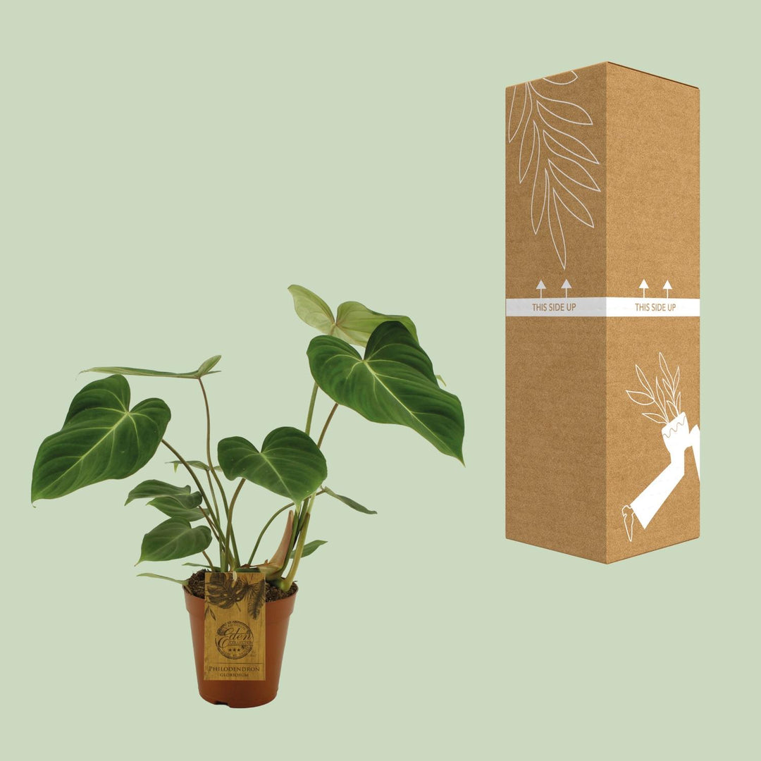Philodendron Gloriosum indoor plant with lush velvet heart-shaped leaves by Everspring