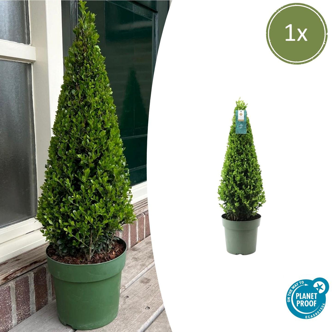 Ilex Crenata Pyramide 55cm | Evergreen Pyramid Topiary | Ø 21cm