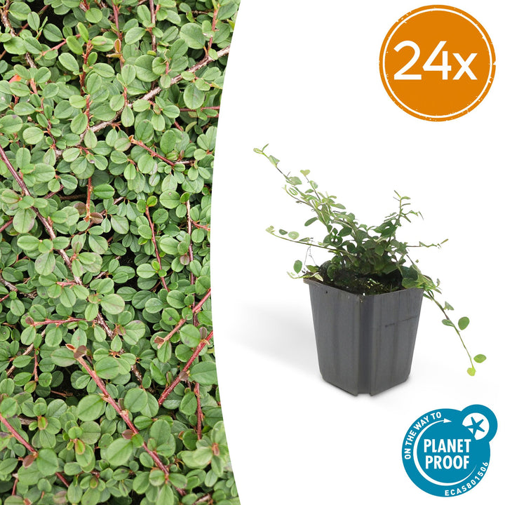 24 Cotoneaster 'Queen of Carpets' plants in 9cm pots, vibrant green ground cover with berry-like fruits