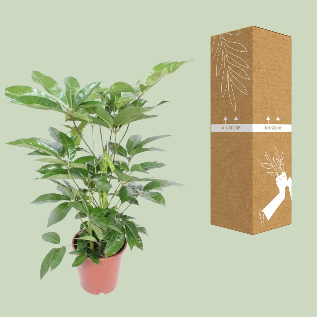 Schefflera Amate Umbrella Tree 100cm – Ø24cm Pot Air-Purifying Plant
