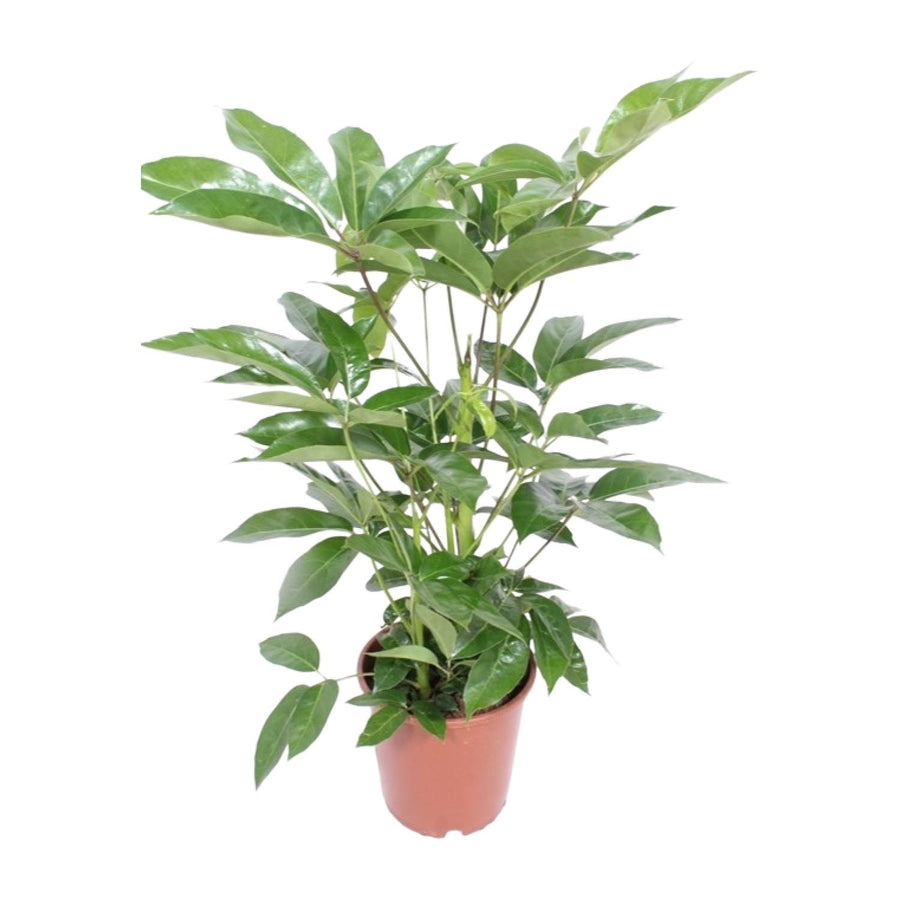 Green Schefflera Amate Umbrella Tree in a 24cm pot, 100cm tall, air-purifying, beginner-friendly plant by Everspring