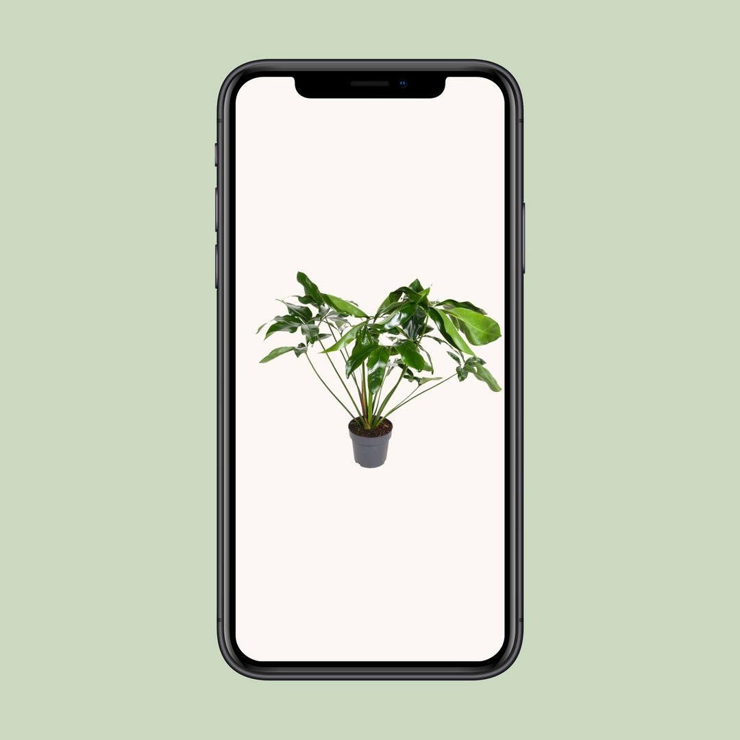 Philodendron Green Wonder 100cm Tall Indoor Plant Ø24cm Pot