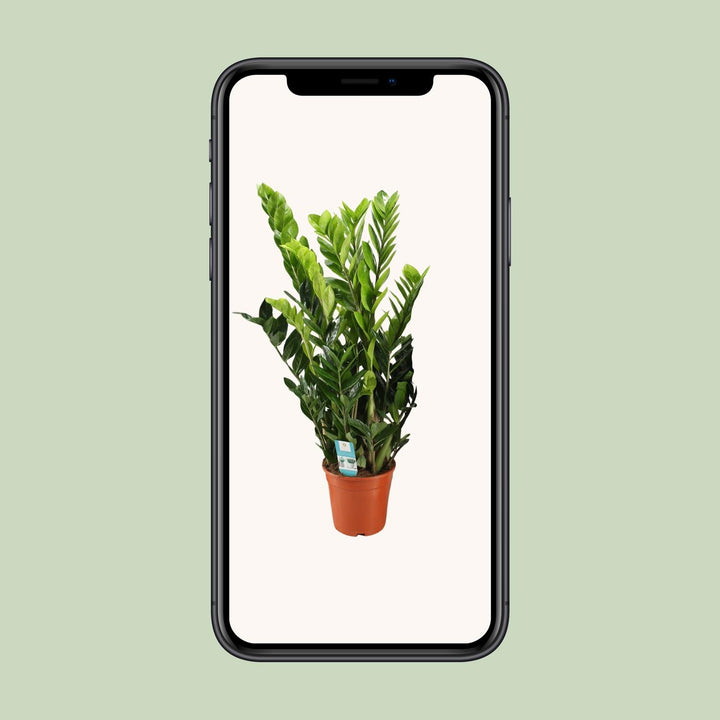 ZZ Plant (Zamioculcas Zamiifolia) - 21cm Pot - 95cm Tall