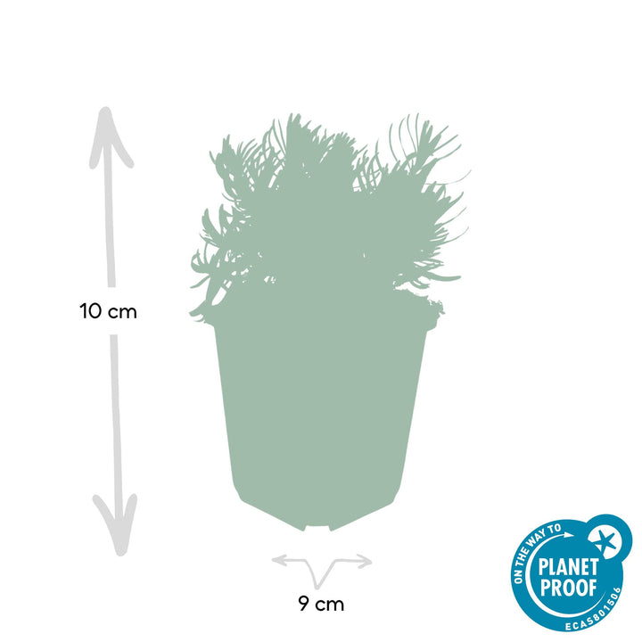 24x Lavandula Hidcote Lavender Plants - 10-25cm Height - 9cm Pot