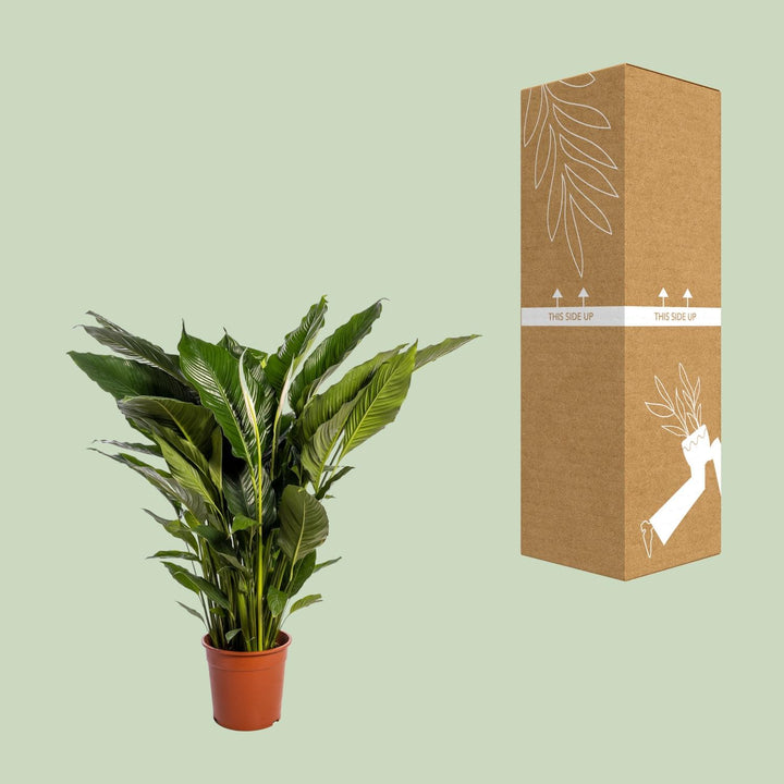 Peace Lily 'Sweet Sebastiano' 110cm - Ø24cm Pot Air-Purifying Plant