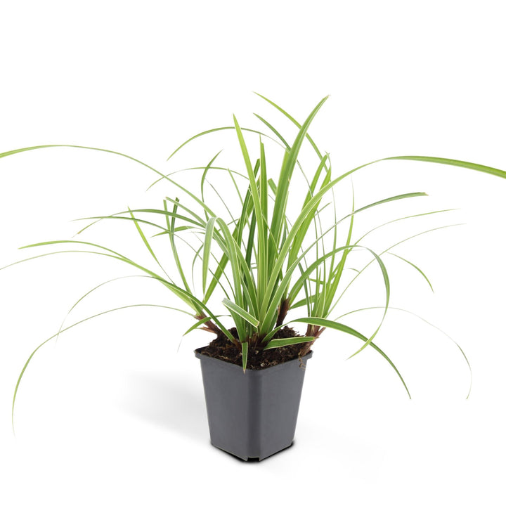 Carex Morrowii Ice Dance evergreen ornamental grass with variegated green and white leaves, ideal for ground cover.