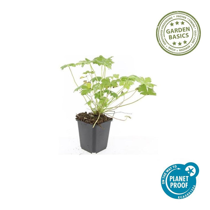 24x Geranium Czakor Ground Cover - Hardy Pink Flowering - 10-25cm