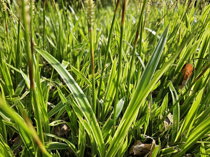 24x Carex morrowii 'Aureovariegata' - Variegated Japanese Sedge - 10-25cm