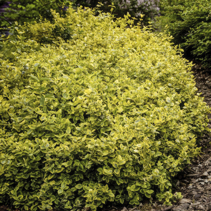 24x Euonymus Emerald 'n Gold - Evergreen Shrub 10-25cm Ø9cm
