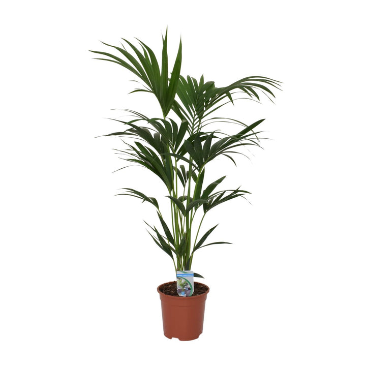 Kentia Palm plant 120cm in a decorative pot, lush green foliage suitable for indoor air purification by Everspring