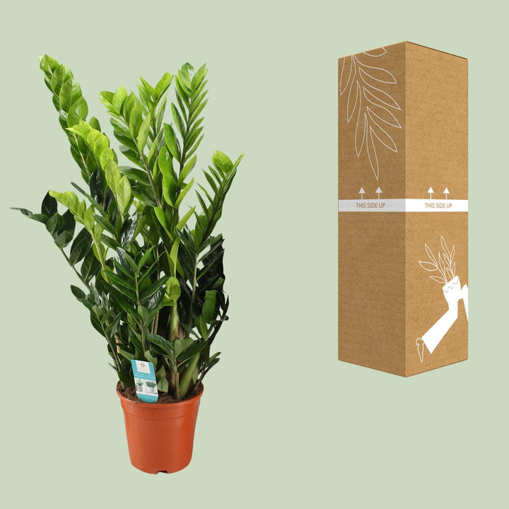 ZZ Plant (Zamioculcas Zamiifolia) - 21cm Pot - 95cm Tall
