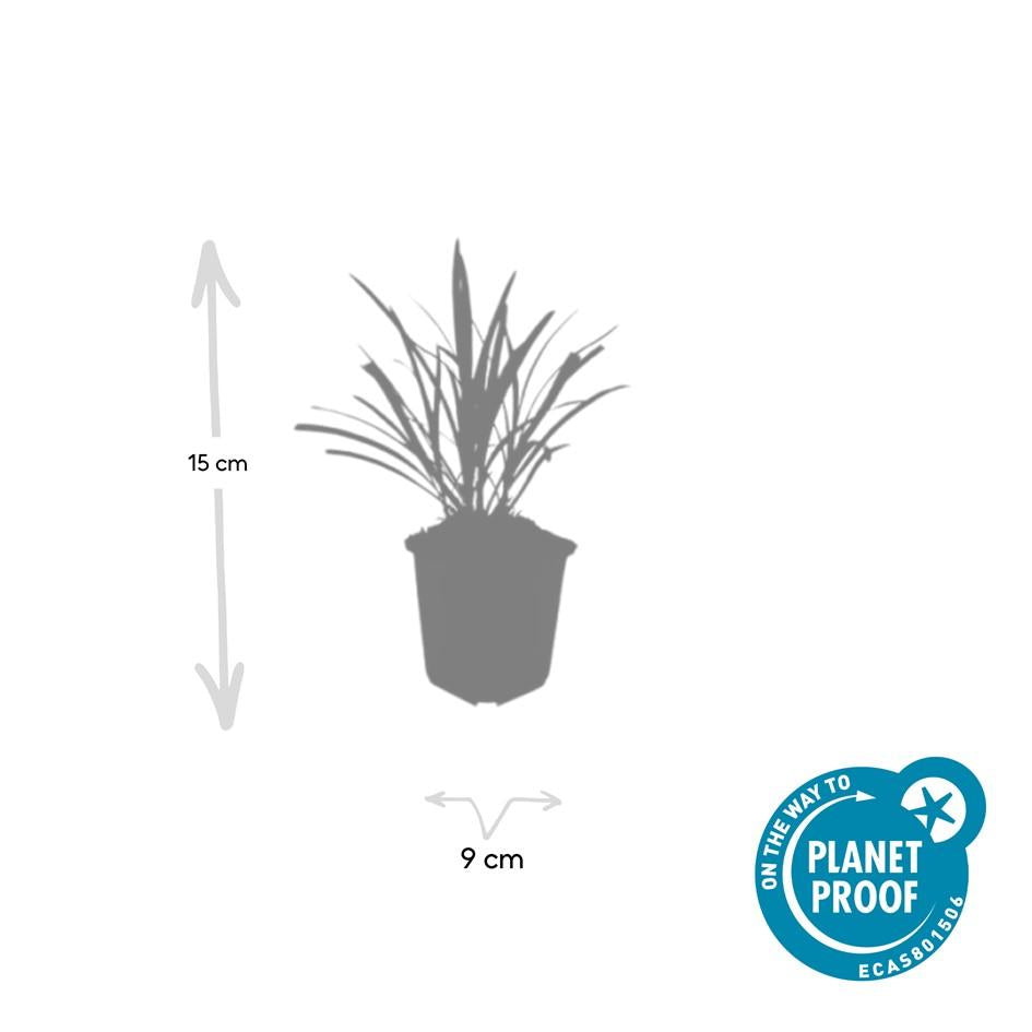 40x Liriope Muscari 'Ingwersen' - Evergreen Groundcover - 10-25cm