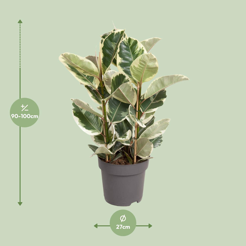 Variegated Ficus Elastica Tineke plant with green and cream leaves in a 100cm indoor pot by Everspring