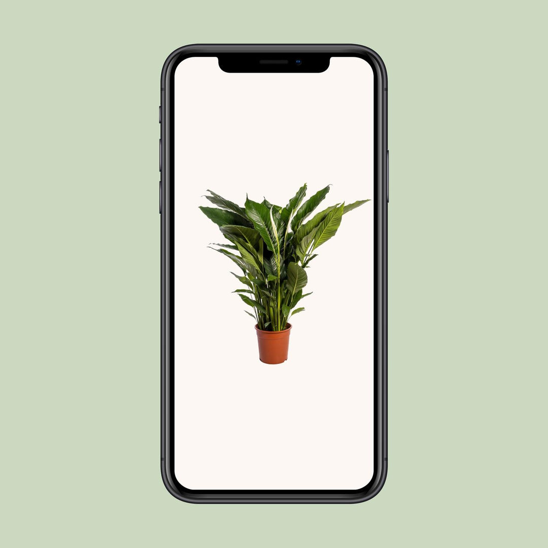 Peace Lily 'Sweet Sebastiano' 110cm - Ø24cm Pot Air-Purifying Plant