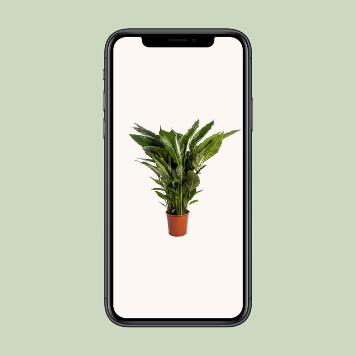 Peace Lily 'Sweet Sebastiano' 110cm - Ø24cm Pot Air-Purifying Plant