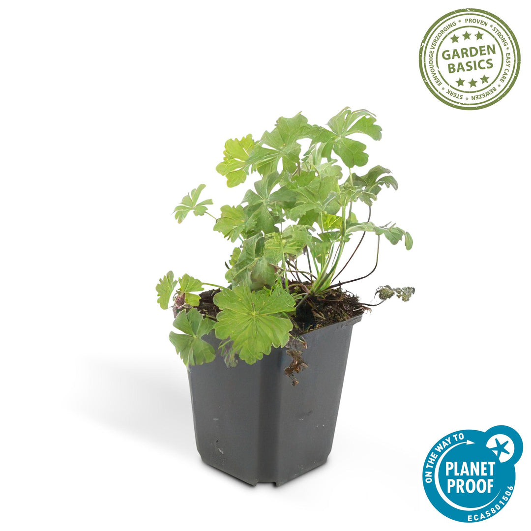 24x Geranium Biokovo Ground Cover - White-Pink Flowers - 10-25cm