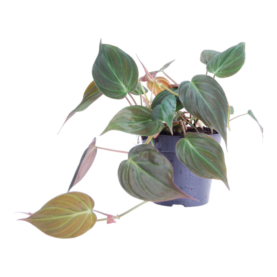 One Philodendron Micans in a 12cm pot, featuring velvety heart-shaped leaves, trailing vines, by Everspring.