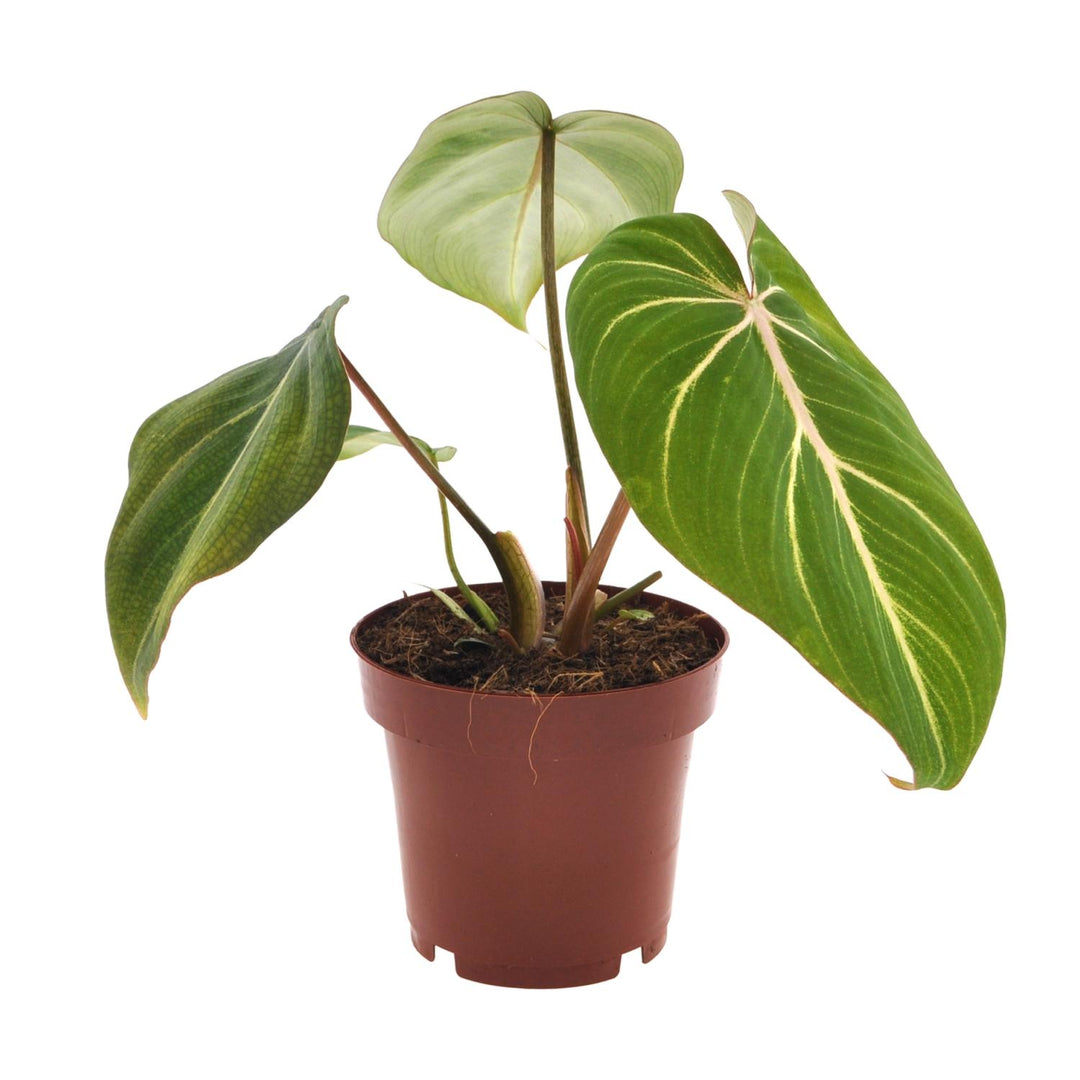 Philodendron Gloriosum with velvety heart-shaped leaves in a 12cm pot from Everspring