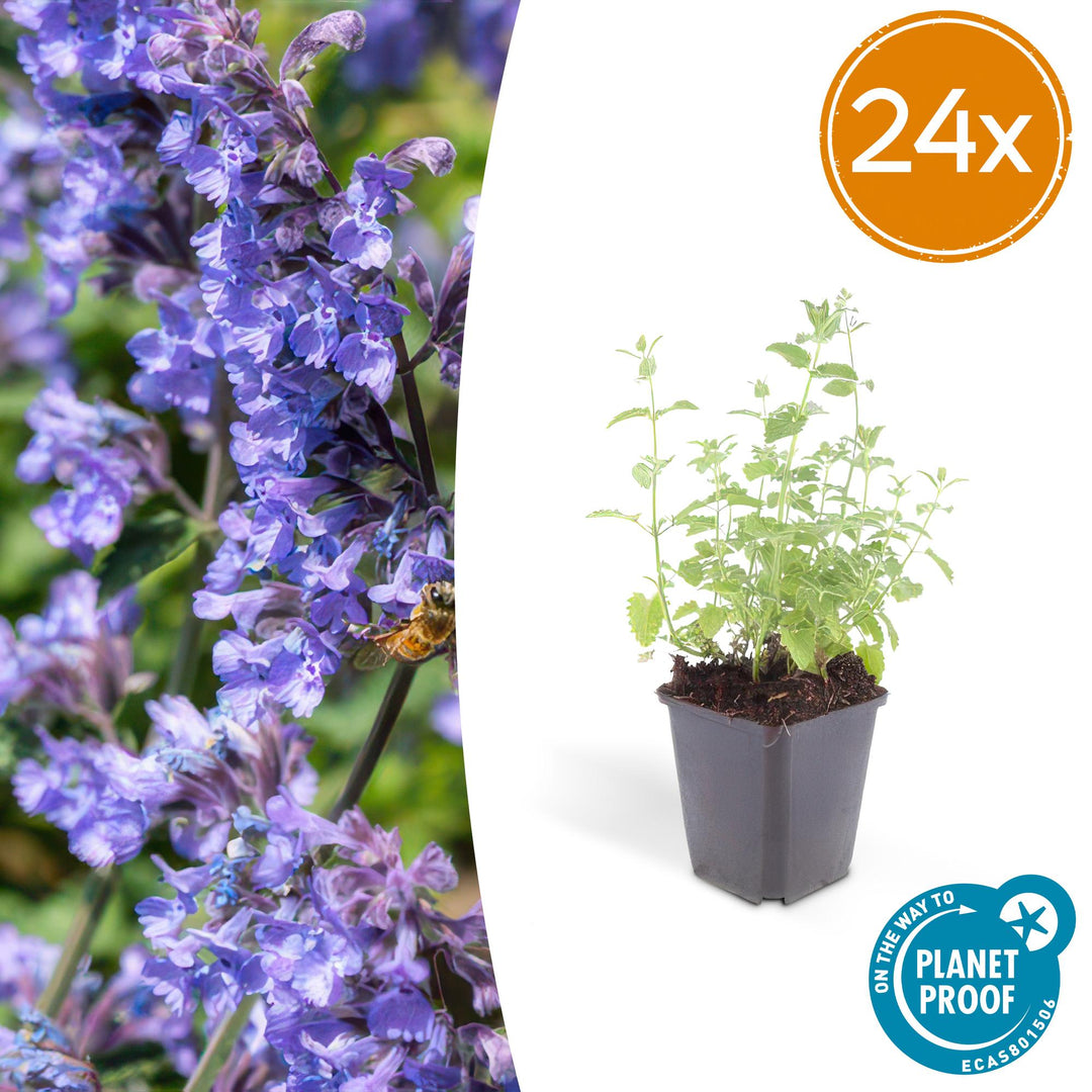 24x Nepeta Six Hills Giant - Lilac-Blue Catmint Plants - 9cm Pots