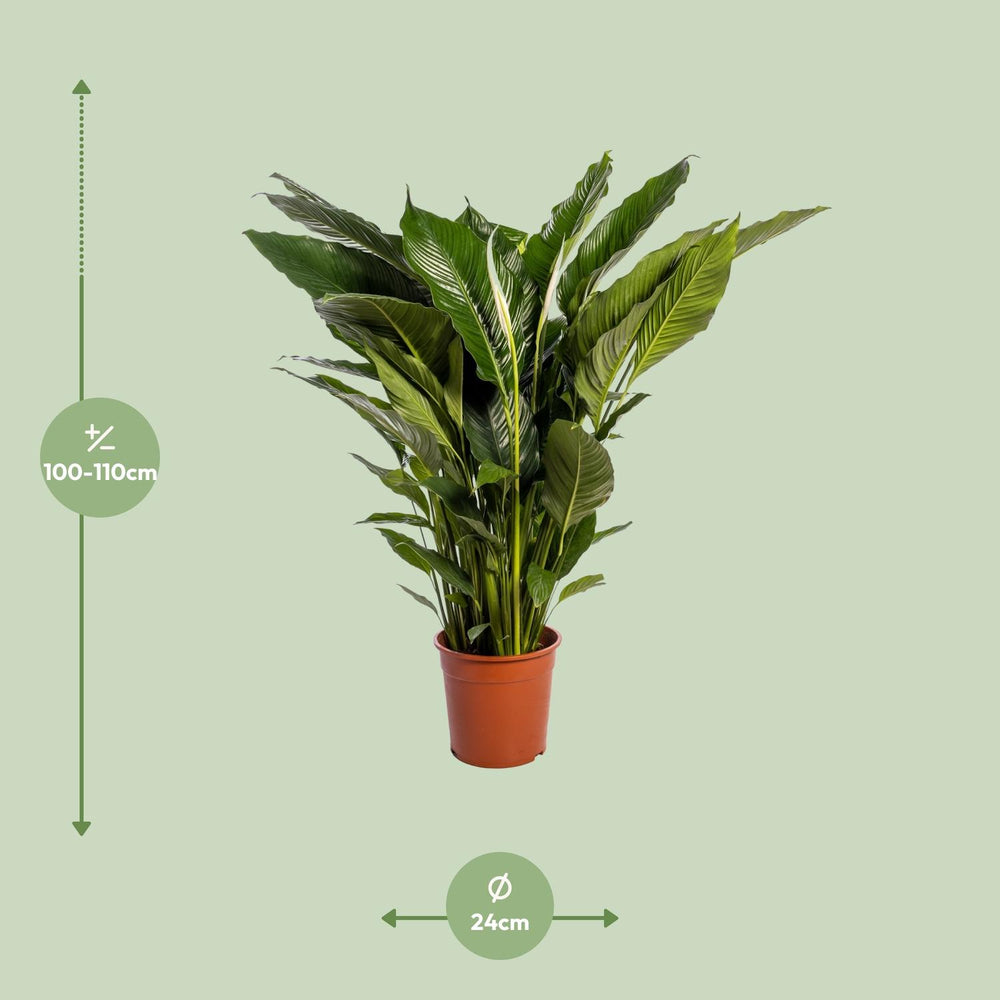 Peace Lily 'Sweet Sebastiano' 110cm tall in a 24cm pot, featuring lush green leaves, by Everspring.