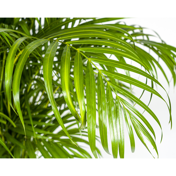 Dypsis Areca lutescens plant with lush green fronds, 150-170cm tall, by Everspring, in Ø27cm pot.
